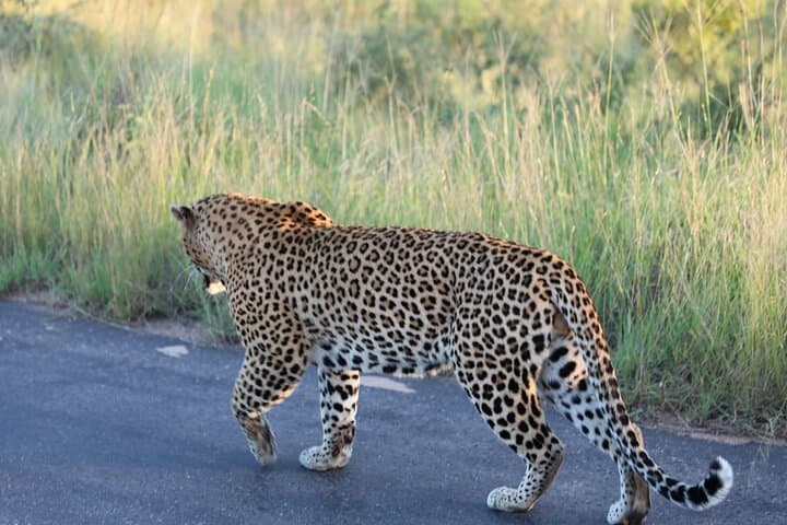 Private Pilanesberg Big 5 Safari: Full-Day Game Drive from Johannesburg photo 4
