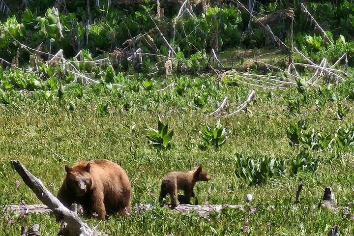 Private Guided Sequoia Hiking Tour — Giant Sequoias & Great Western Divide Views photo 4