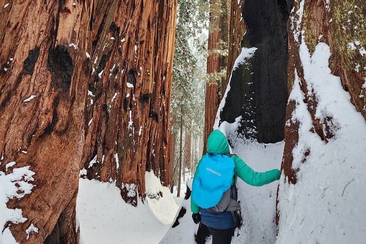 Private Snowshoe Adventure to Bear Hill — Sequoia National Park Winter Walk photo 2
