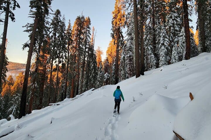 Private Snowshoe Adventure to Bear Hill — Sequoia National Park Winter Walk