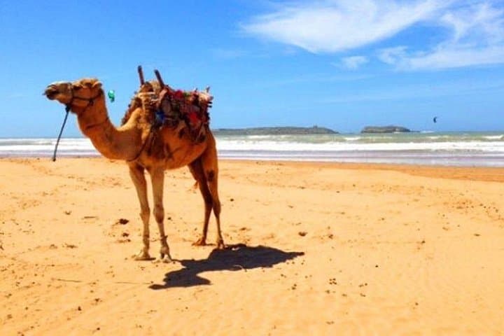 Essaouira Day Trip from Marrakech: Skala Ramparts, Seafood & Atlantic Views photo 4