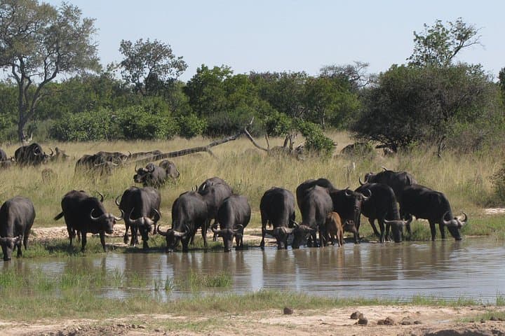 Victoria Falls 3-Day Safari and Zambezi Dinner Cruise photo 6
