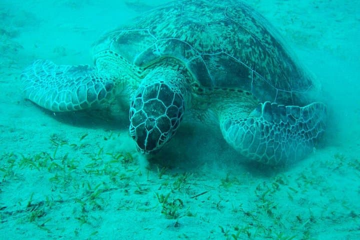 Marsa Mubarak Snorkel from Marsa Alam: Boat Day, Buffet Lunch & Dugong Encounters photo 4