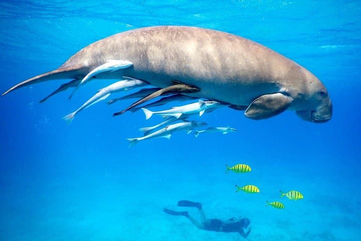 Marsa Mubarak Snorkel from Marsa Alam: Boat Day, Buffet Lunch & Dugong Encounters photo 1