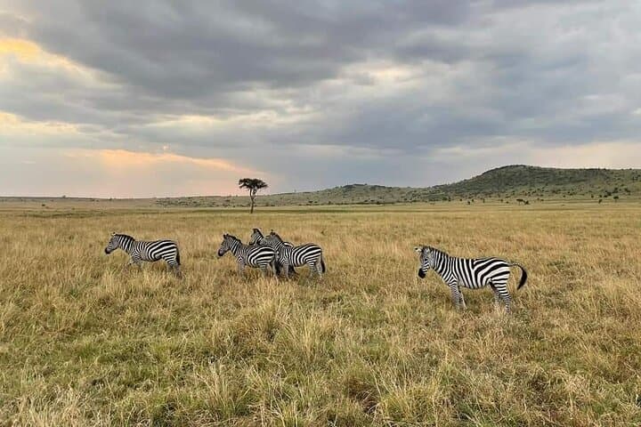 4-Day Masai Mara and Lake Nakuru Group Safari: Big Five, Flamingos & Rift Valley Views photo 6