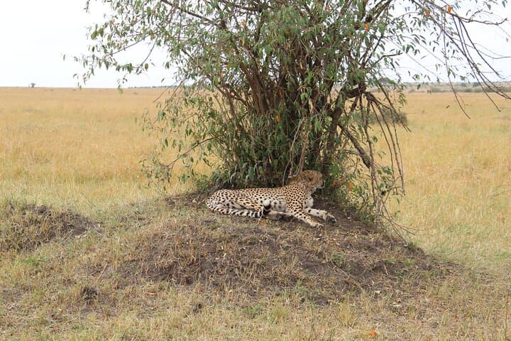 Exploring Nairobi National Park and Giraffe Center: A Private Safari Adventure Near Nairobi photo 4