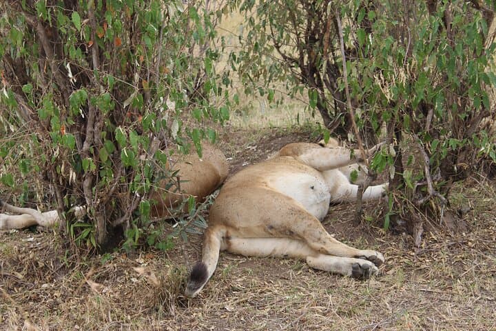 Exploring Nairobi National Park and Giraffe Center: A Private Safari Adventure Near Nairobi photo 5