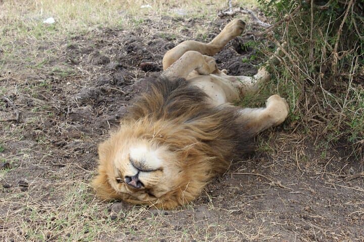 Exploring Nairobi National Park and Giraffe Center: A Private Safari Adventure Near Nairobi photo 6