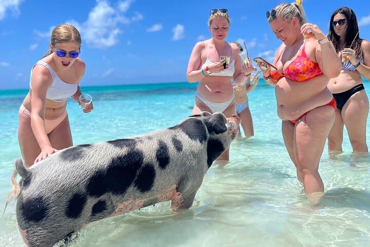 Rose Island Swimming Pigs: Nassau Day Trip to Swim with the Famous Bahamian Pigs photo 2