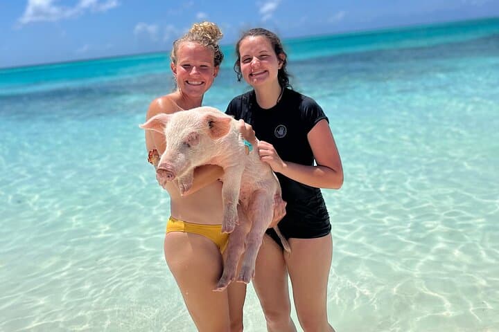 Rose Island Swimming Pigs: Nassau Day Trip to Swim with the Famous Bahamian Pigs photo 5