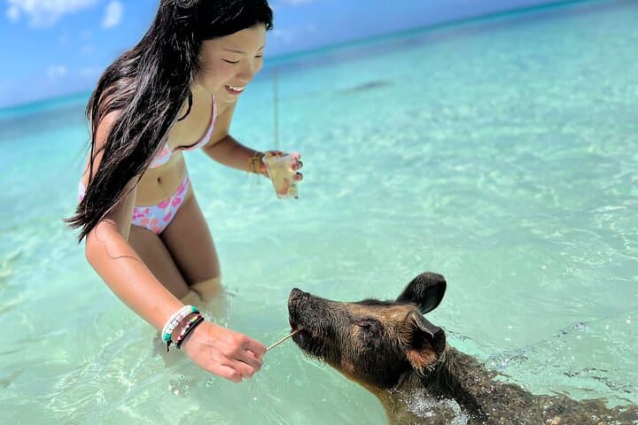 Rose Island Swimming Pigs: Nassau Day Trip to Swim with the Famous Bahamian Pigs