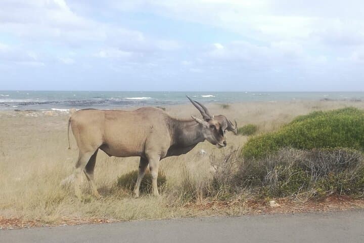 West Coast Rural Tour: South-to-North Private SUV Day Trip from Cape Town