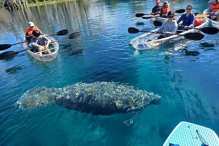 Clear Kayak & Paddleboard Manatee Adventure at Silver Springs State Park photo 5