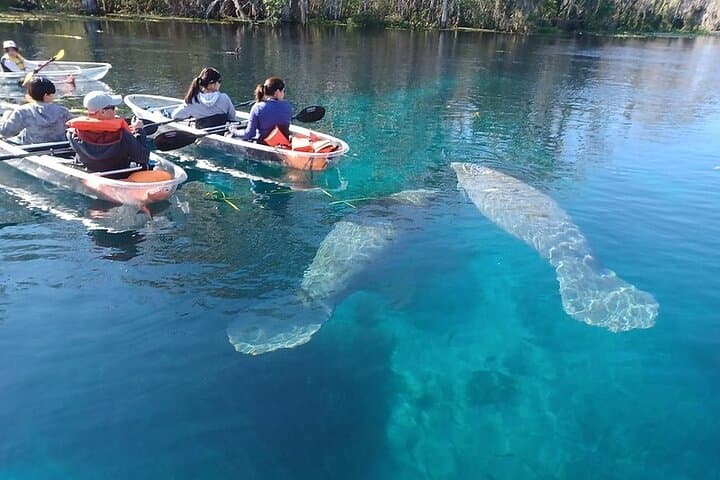 Clear Kayak & Paddleboard Manatee Adventure at Silver Springs State Park