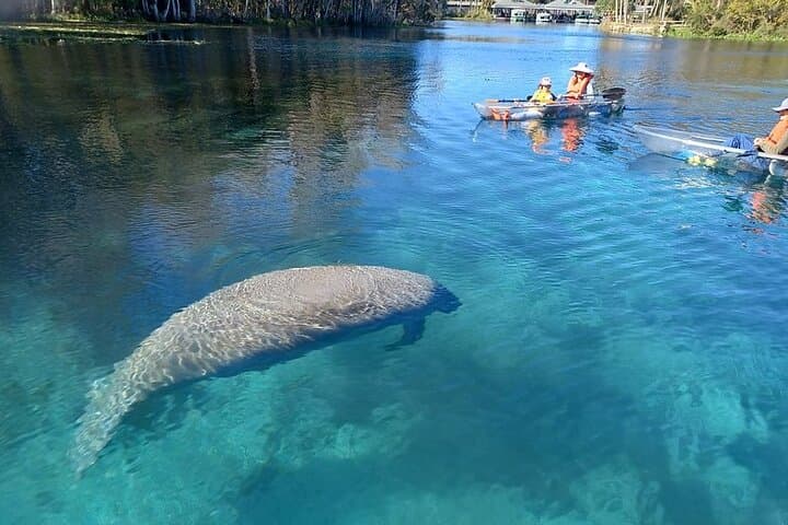 Clear Kayak & Paddleboard Manatee Adventure at Silver Springs State Park photo 3
