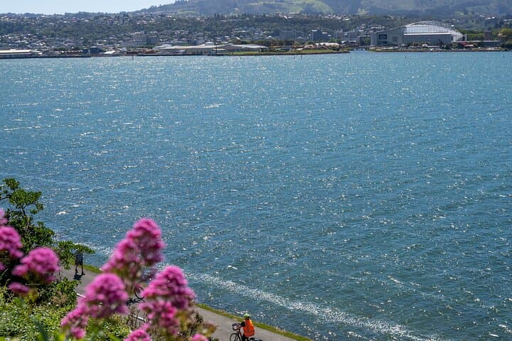 Dunedin Electric Bike Rental & Harbour Cycle Loop Guide photo 6