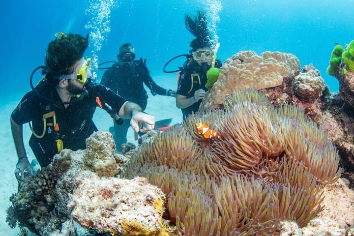 Silverswift Great Barrier Reef Dive & Snorkel Cruise from Cairns photo 4