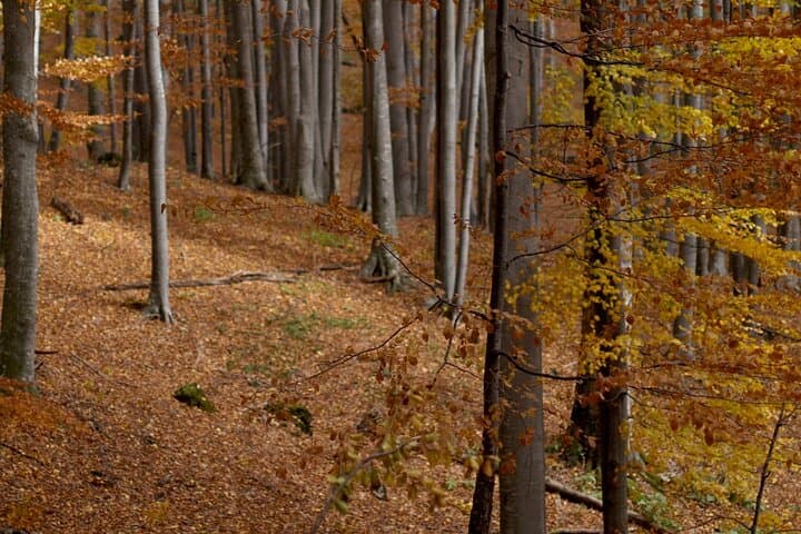 Multi-Day Hike in Central Balkan National Park: Huts, Crests & the E3 Trail photo 4