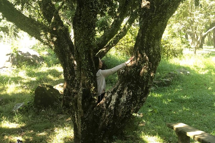 Guided Forest Bathing Nature Immersion in Hong Kong — Mindful Outdoor Experience