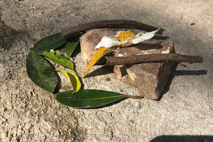 Guided Forest Bathing Nature Immersion in Hong Kong — Mindful Outdoor Experience photo 5