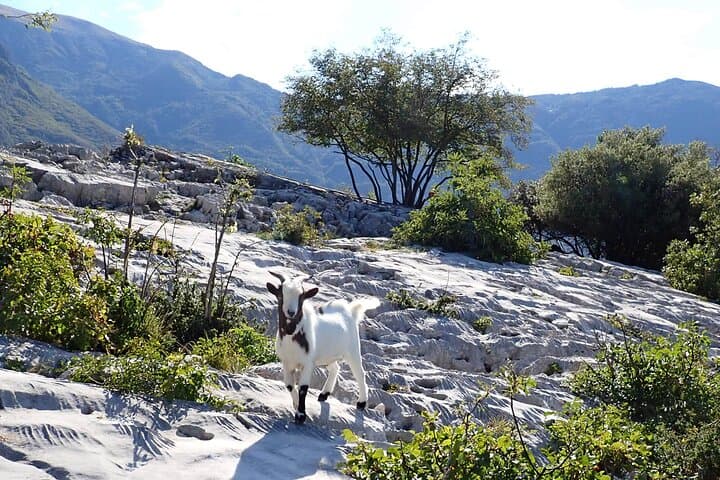 Family-Friendly Via Ferrata Colodri: Easy 3-Hour Iron Path Above Arco photo 6