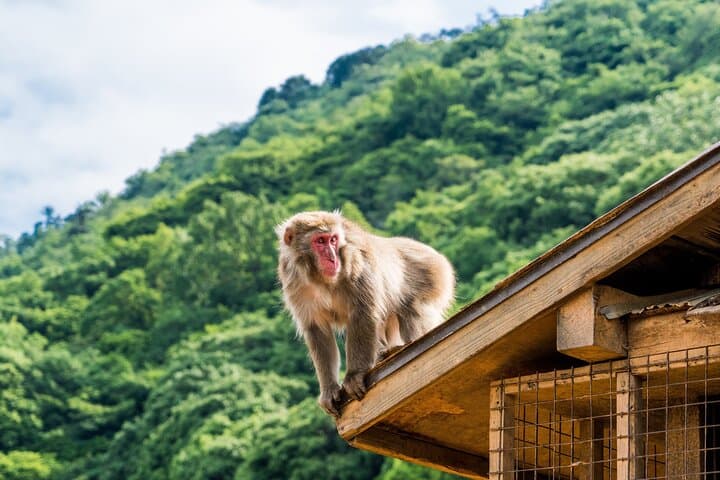 Tokyo to Kyoto in a Day: Private Shinkansen Tour of Kyoto’s Highlights photo 4