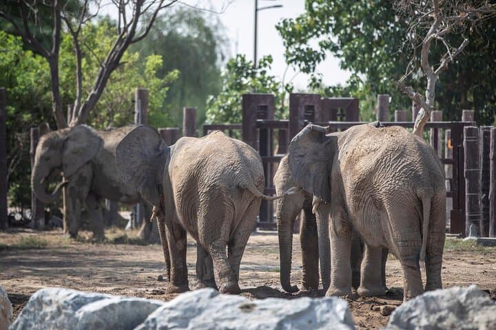 Explore Dubai Safari Park: Guided Safari Journey & Wildlife Encounters photo 4