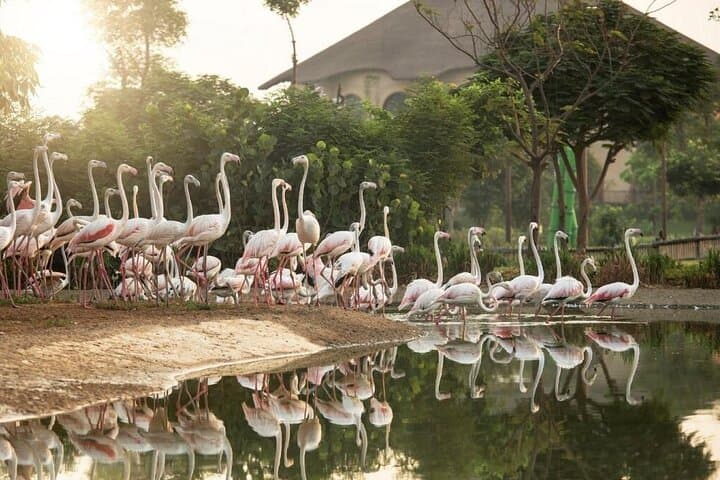 Explore Dubai Safari Park: Guided Safari Journey & Wildlife Encounters