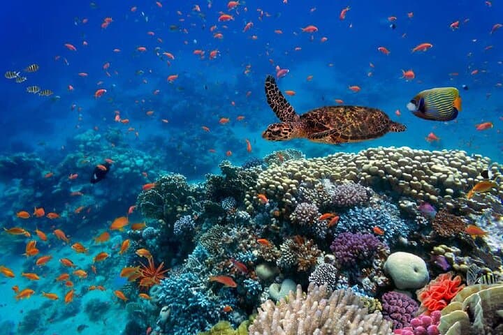 Private Punta Cana Catamaran Cruise and Snorkeling at Bavaro Beach photo 3