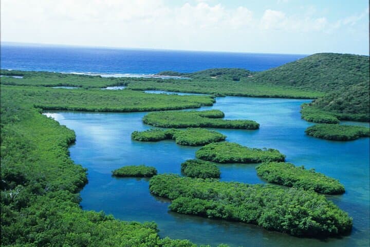 Self-Guided Kayak in the Mangrove Lagoon, St. Thomas — Paddle to Bird Island and the Blow-Hole photo 4