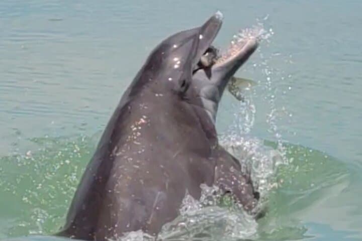 Sanibel Eco Boat Charter: Full-Day Gulf & Pine Island Exploration photo 3