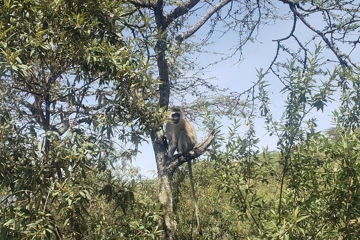 Hells Gate & Lake Naivasha Day Trip — Bike the Gorge and Boat with Hippos photo 6
