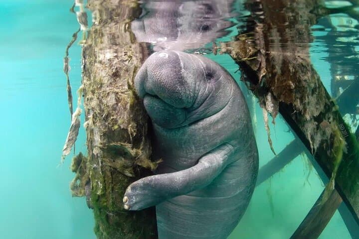 Swim with Manatees in Crystal River: A 3-Hour Guided Wildlife Adventure photo 5