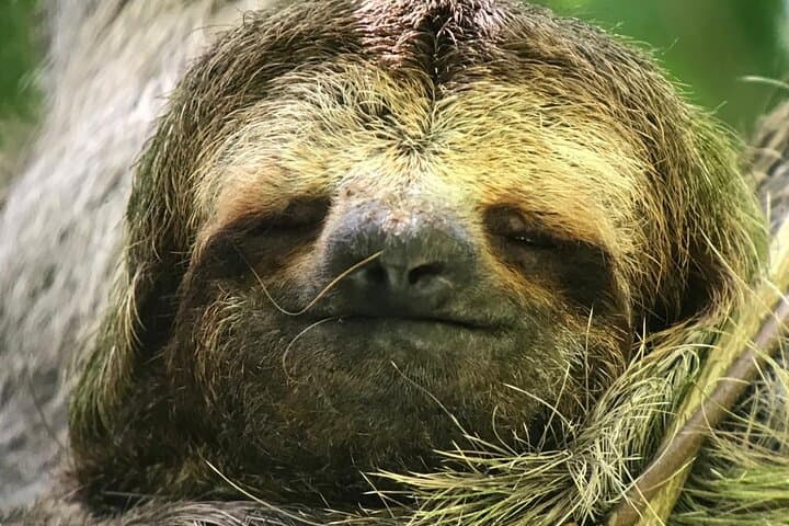 Manuel Antonio Guided Nature Walk: Sloths, Beaches & Coastal Rainforest
