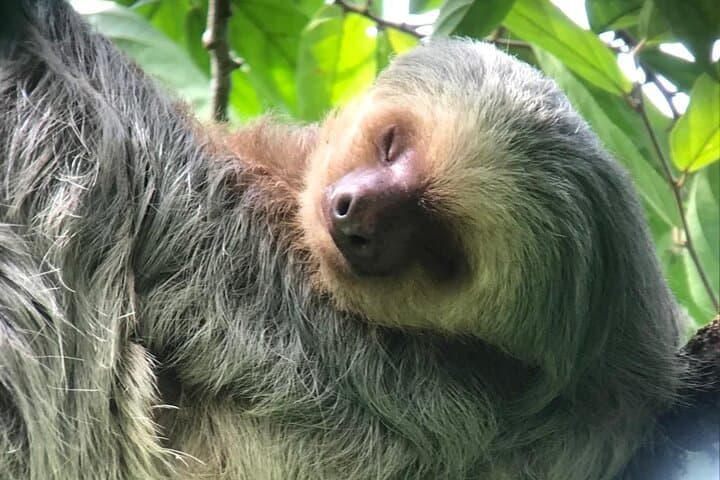 Manuel Antonio Guided Nature Walk: Sloths, Beaches & Coastal Rainforest photo 5