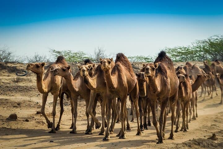 Blue Lake Farm & Kuwait Desert Border Tour: Camels, Causeway and Agritourism