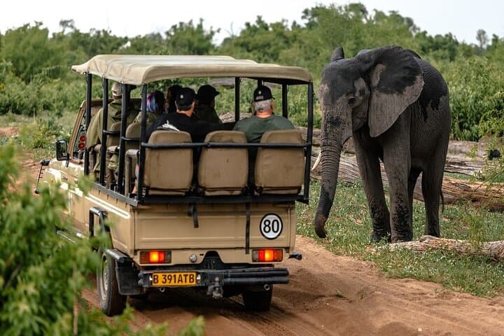Chobe Game Drive Safari — Kasane Riverfront Elephants & Birdlife