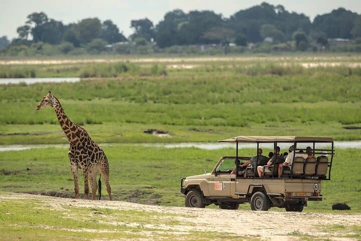 Chobe Game Drive Safari — Kasane Riverfront Elephants & Birdlife photo 3