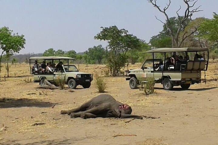 Chobe Game Drive Safari — Kasane Riverfront Elephants & Birdlife photo 6