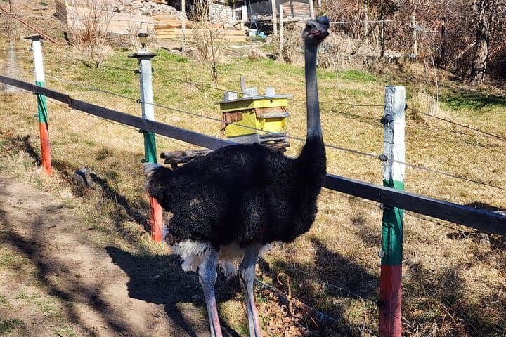 Private Rhodopes 4x4 Buggy & Quad Adventure with Ostrich Farm Visit photo 2