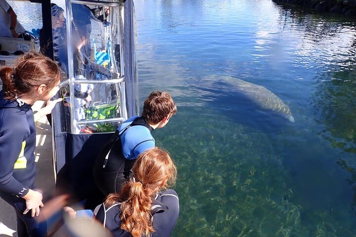 Swim with Manatees in Crystal River: A 3-Hour Guided Wildlife Adventure photo 2