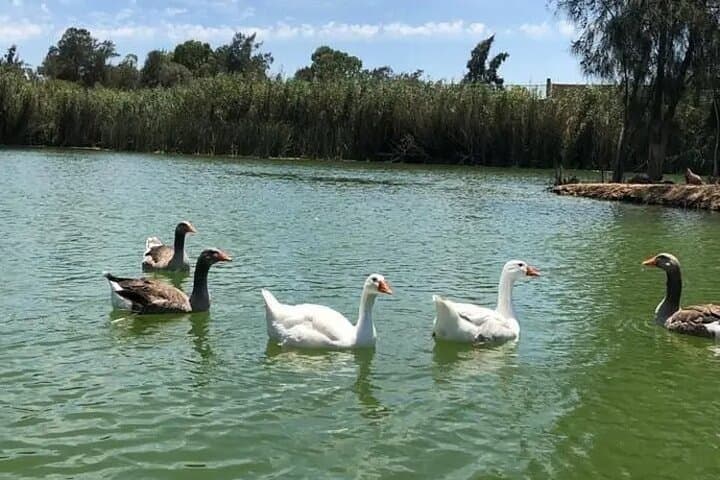 Africano Park Alexandria Safari Day Trip from Cairo photo 2