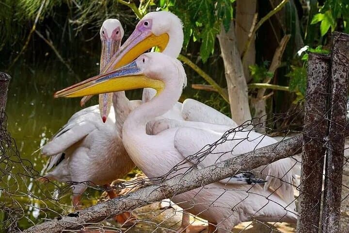 Africano Park Alexandria Safari Day Trip from Cairo photo 3