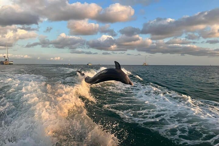 Private 2-Hour Dolphin Sightseeing Tour in Panama City Beach photo 3