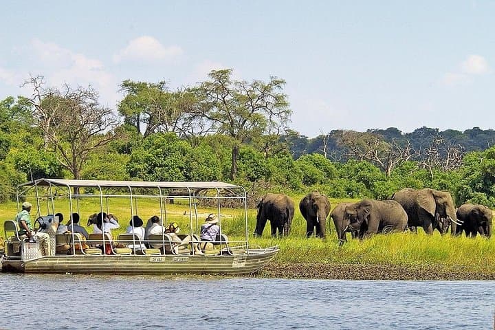 Chobe River Game Cruise: 3-Hour Wildlife Boat Safari from Kasane