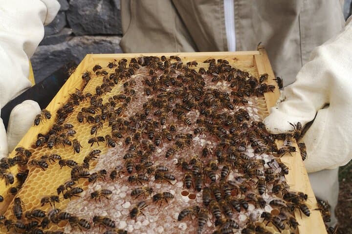 Madeira Bee-Hive Experience: Honey, Pollen & Beekeeping Tour photo 2