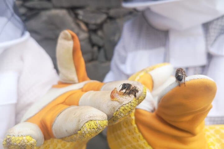 Madeira Bee-Hive Experience: Honey, Pollen & Beekeeping Tour photo 3