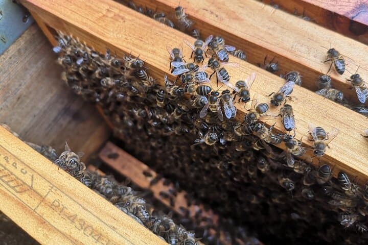 Madeira Bee-Hive Experience: Honey, Pollen & Beekeeping Tour photo 4