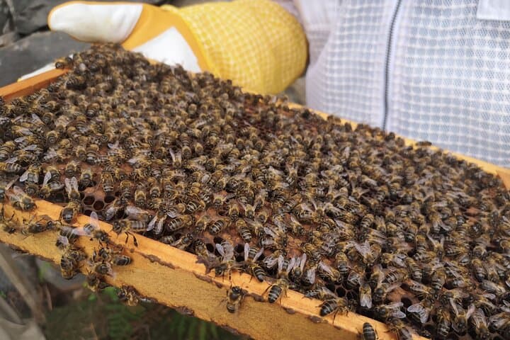Madeira Bee-Hive Experience: Honey, Pollen & Beekeeping Tour photo 5