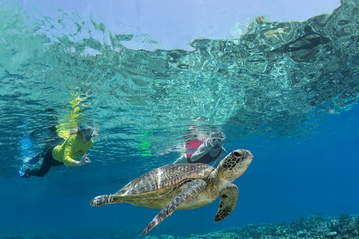 Silverswift Great Barrier Reef Dive & Snorkel Cruise from Cairns